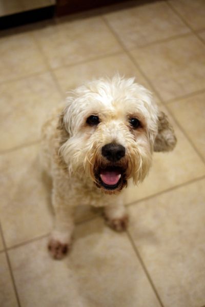 sweeneydog