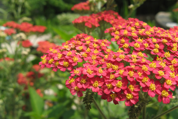 Ervas medicinais: Yarrow | 31Daily.com