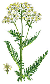 Yarrow - uma erva medicinal para antiespasmódicos, adstringentes, resfriados, febres, digestivos. 31Daily.com