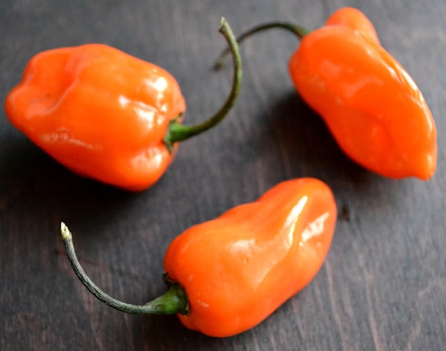 habanero pimentas para toranja rosa habanero geléia