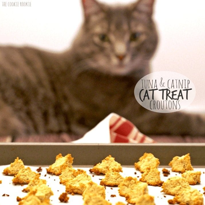 &iexcl;Crutones caseros de salm&oacute;n y catnip! &iexcl;A mi gato le ENCANTA estas golosinas f&aacute;ciles! - El novato de las galletas