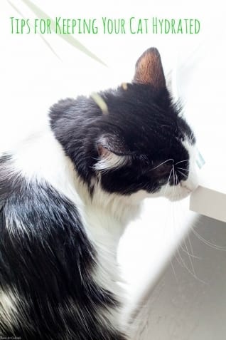 Consejos para mantener a tu gato hidratado