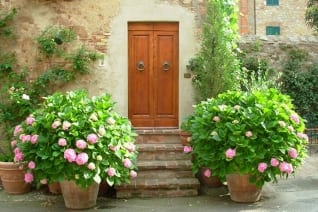 Nuevas hortensias 2016 para plantar ahora para otoño