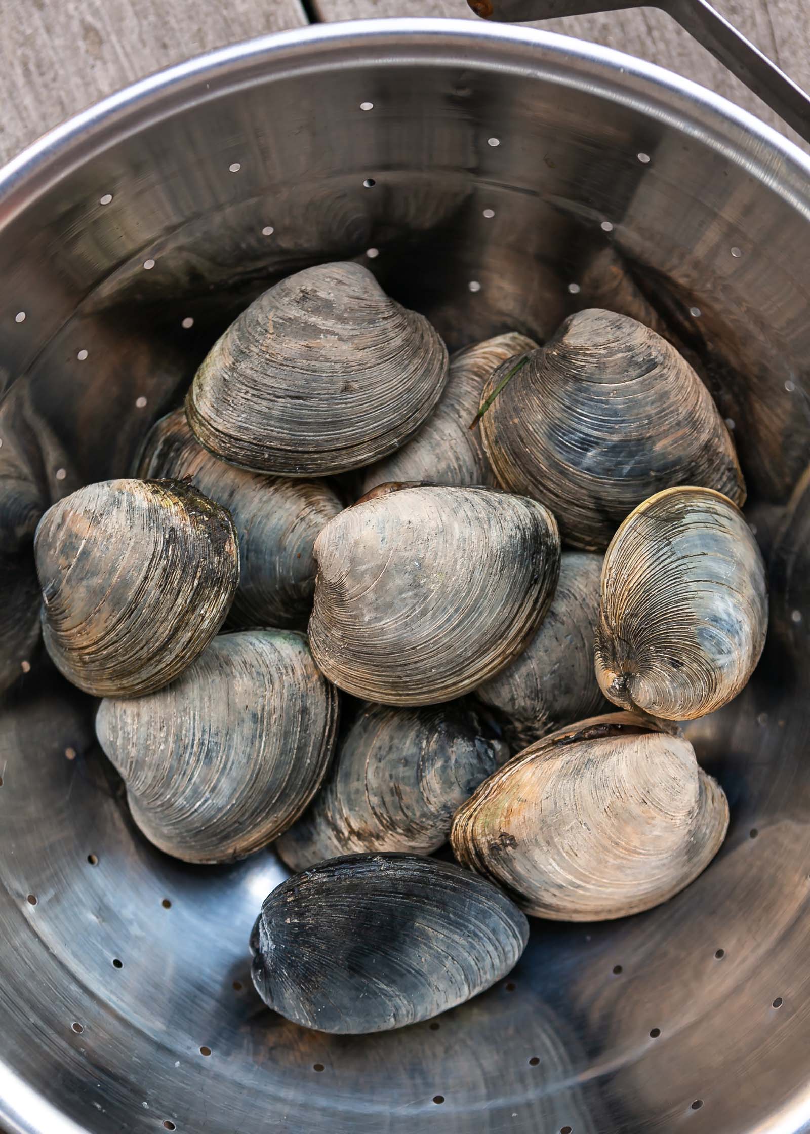Live clams in a colander. A Cook’s Guide to Buying, Storing and Cooking Clams.