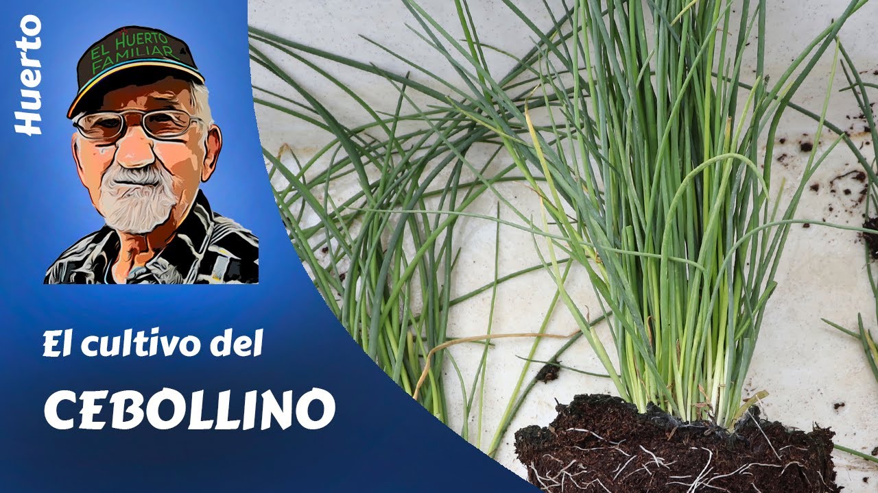 cebollino