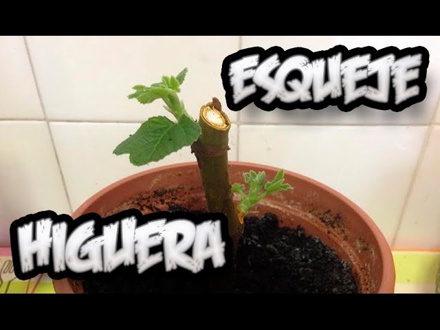 como hacer higuera