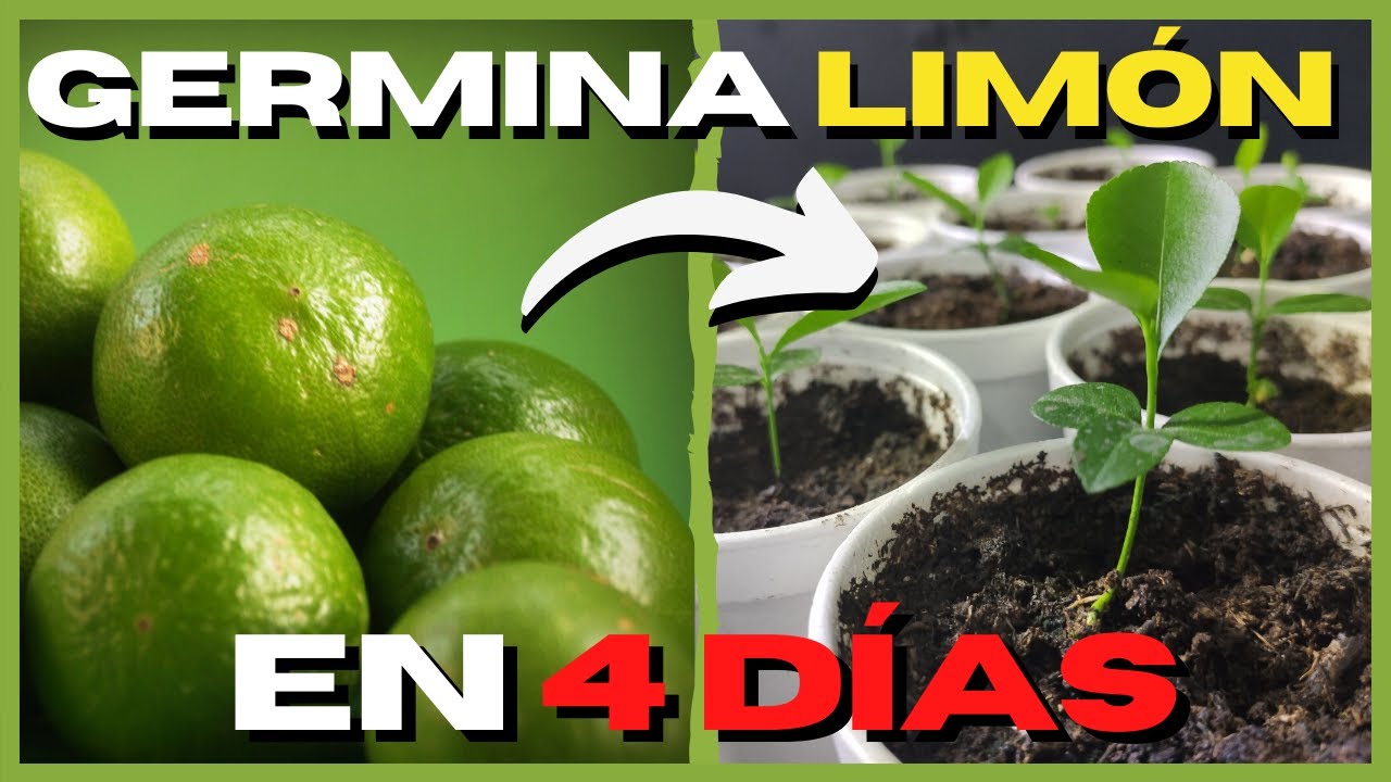 como hacer limonero