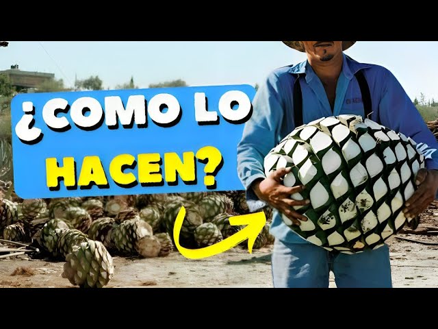 como hacer mezcal
