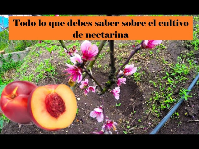 como hacer nectarina