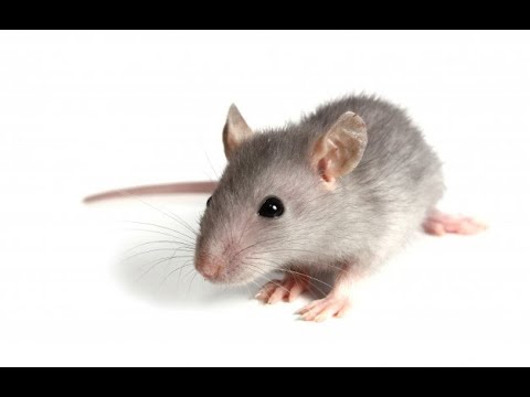 implicaciones eticas de la investigacion cientifica