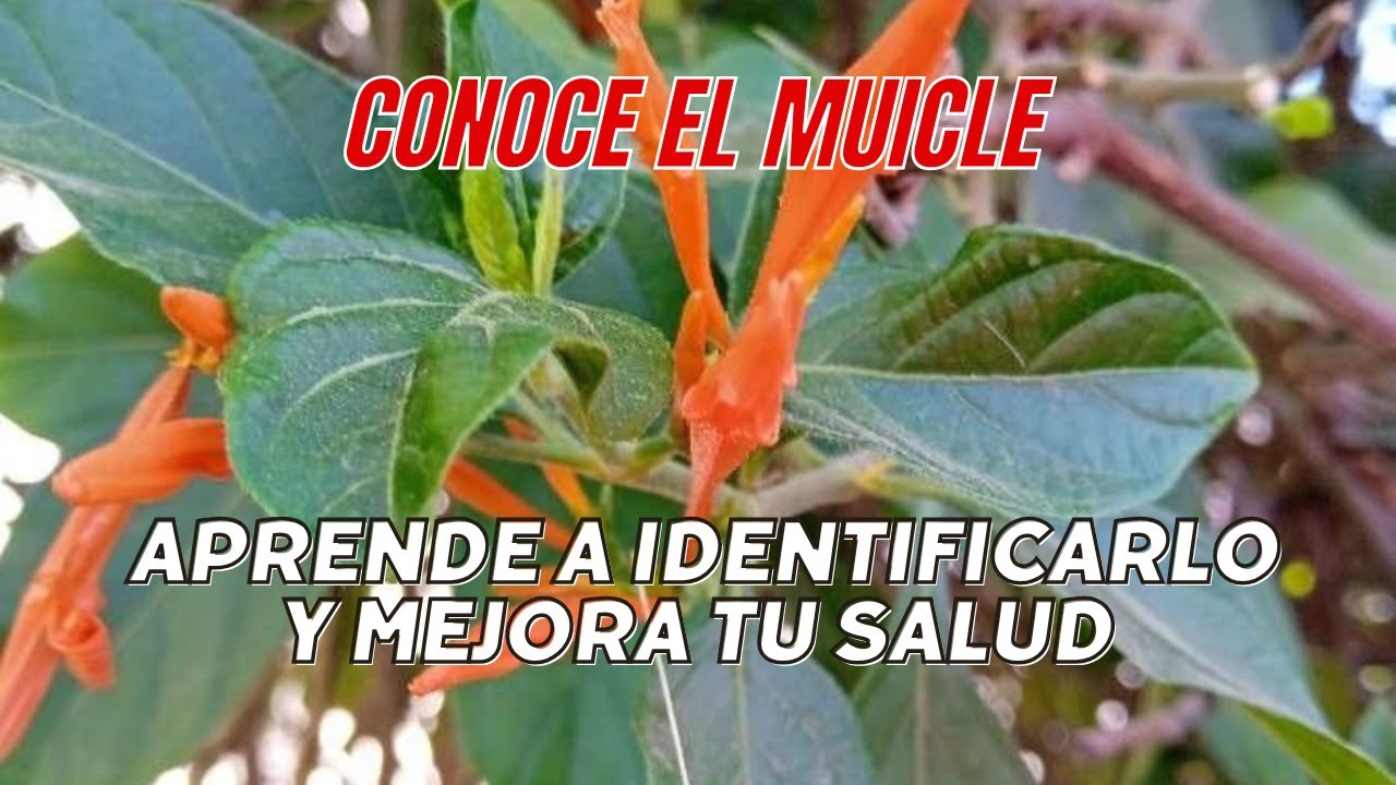 planta sangre de cristo