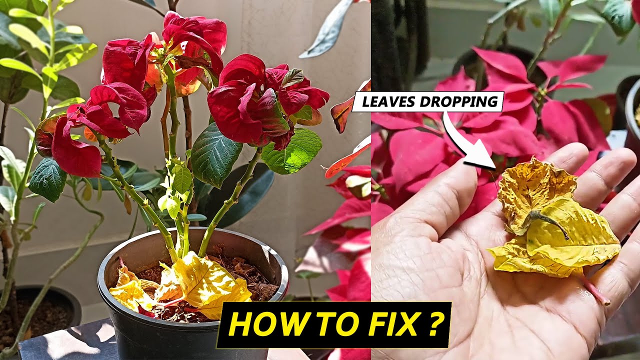 poinsettia