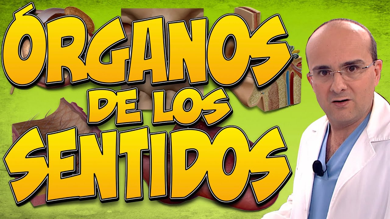 sentidos del cuerpo